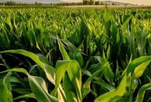 博士紅9號玉米栽培技術(shù)要點，春播平均生育期119.7天