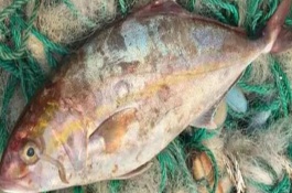 章紅魚是不是深海魚，不屬于深海魚