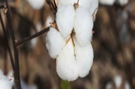 新陸早50號棉花栽培技術(shù)要點，平均生育期120-132天