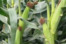 雙惠88玉米栽培技術要點，注意防治病蟲害