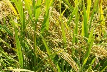 瑞優(yōu)相絲禾水稻栽培技術(shù)要點(diǎn)，全生育期140.4天