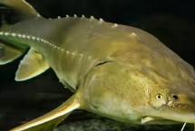 鰉魚的經(jīng)濟(jì)價(jià)值，屬于鱘科、鱘屬、達(dá)氏鰉種動(dòng)物