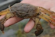 最貴的水產(chǎn)動物是哪十種，包括藍龍蝦、帝王鮭、鵝頸藤壺等種類