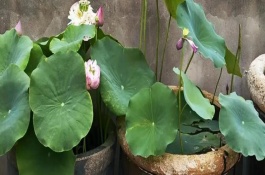 荷花需要換水嗎，將它放到光照條件比較好的地方養(yǎng)護(hù)
