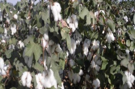 魯H424棉花栽培技術(shù)要點(diǎn)，高抗棉鈴蟲(chóng)