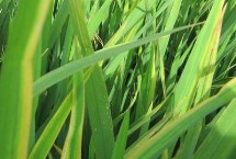 墾稻1726水稻栽培技術(shù)要點(diǎn)，普通水稻品種
