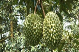榴蓮樹的生長環(huán)境，植株較高屬于常綠喬木、葉片頂端較尖底部為圓形