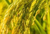 華盛優(yōu)廣絲苗水稻栽培技術(shù)要點，全生育期116.0天