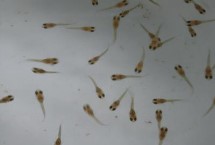 孔雀魚苗出生多久可以喂食，選擇一些容易消化的食物