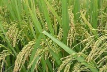 禾兩優(yōu)366水稻栽培技術(shù)要點，每畝插足基本苗4.5萬以上