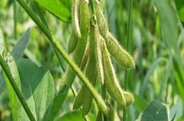 賓豆1號大豆栽培技術(shù)要點，該品種在適應(yīng)區(qū)4月末播種