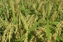 金隆優(yōu)青占水稻栽培技術(shù)要點，全生育期114.3天