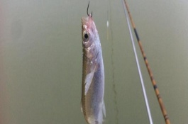 冬天還能釣白條魚嗎，可選擇自然餌或商品餌