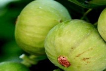 無花果什么時候結(jié)果，可扦插、壓條或分株繁殖