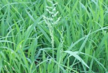 瑞兩優(yōu)088水稻栽培技術(shù)要點(diǎn)，全生育期134.1天
