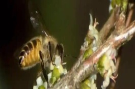 中蜂會(huì)不會(huì)采集桂花的蜜，中蜂不會(huì)采集桂花的蜜