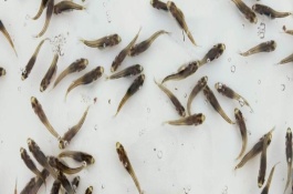 加州鱸魚是淡水魚還是海魚，放苗之前要檢測(cè)水中的微生物數(shù)量