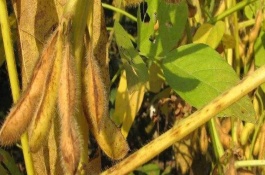 新鮮豆2號大豆栽培技術(shù)要點，選用中等肥力