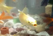 金魚沒有氧氣泵能活嗎，可能是喂食過多或水質(zhì)差等導(dǎo)致的