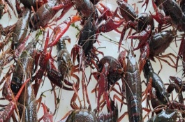 小龍蝦相關(guān)介紹，野生個體吃底棲藻類、水生昆蟲等食物