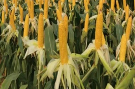 友玉109玉米栽培技術要點，全生育期128天