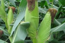 金粒66玉米栽培技術(shù)要點(diǎn)，兩年區(qū)試平均生育期125天