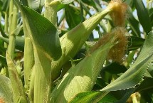CZ9945玉米栽培技術(shù)要點，4月下旬至5月上旬播種