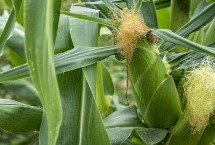 湖泉玉10號玉米栽培技術(shù)要點，并每畝加施復(fù)合肥25公斤