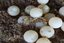甲魚一次能產(chǎn)幾個(gè)蛋，通常為24-30個(gè)左右