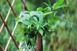 發(fā)財(cái)樹(shù)使用多少粒復(fù)合肥，株高1米可使用5-8粒