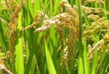 合新油占水稻栽培技術(shù)要點(diǎn)，特別注意防治白葉枯病