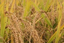 泰兩優(yōu)887水稻栽培技術(shù)要點，全生育期154.5天