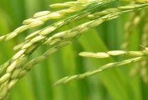 19香水稻栽培技術(shù)要點，全生育期117.3天