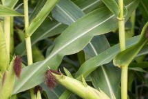 成單366玉米栽培技術(shù)要點(diǎn)，春播平均生育期146.0天