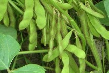 大地8號大豆栽培技術(shù)要點，生育期間及時中耕管理