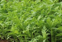 什么蔬菜可以在8月中旬種植，茼蒿、芥菜、菠菜等品種均可選擇