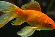 金魚公母一起養(yǎng)好嗎，成年后可通過觀察腹部區(qū)分