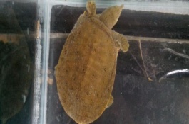 甲魚家養(yǎng)能活幾天，通常都可以活5-8年