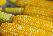 九粟720玉米栽培技術要點，4月下旬至5月上旬播種