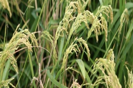 嘉58水稻栽培技術(shù)要點(diǎn)，該品種為光身稻