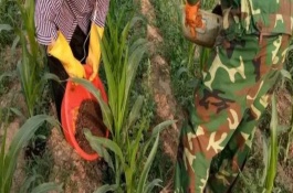 如何正確對玉米施肥，化肥要與根部保持10-12厘米