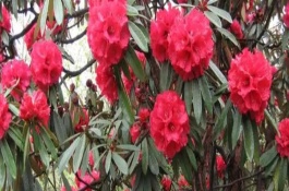 馬纓花簡介，花朵多數(shù)生長在樹枝頂部