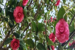 茶花如何換盆，通常在6月份或者7月份進(jìn)行