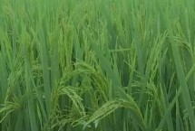 巨優(yōu)3745水稻栽培技術(shù)要點，中抗白葉枯病