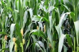 膠玉1號(hào)玉米栽培技術(shù)要點(diǎn)，夏播生育期105天