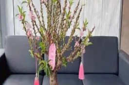 蟠桃樹盆栽能在室內(nèi)栽嗎，可以但是不推薦