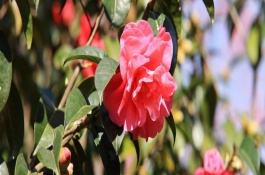 茶花好大的花苞一直開(kāi)不了是咋回事，可能是環(huán)境不適宜或花苞缺水等