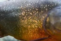 食用論述，是一種兇猛的肉食性魚類