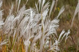 荻花是什么花，種屬、植物樣式均不同