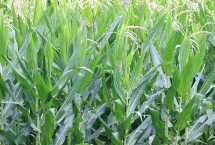 長城358玉米栽培技術(shù)要點，中抗莖腐病
